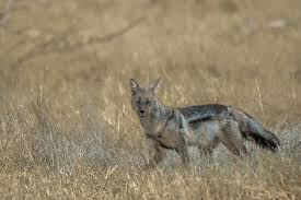 Streifenschakal Side Striped Jackal Canis Adustus In 2020 Bull Elephant Canis Jackal