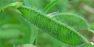 Image result for Lathyrus hirsutus