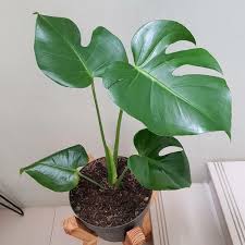 Keberadaan tanaman hias daun bisa menambahkan kontras, tekstur, dan daya tarik. Tanaman Hias Bunga Hias Tanaman Hias Bunga Indoor Monstera Delicious New Shopee Indonesia