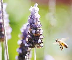 So the best thing to do is to get. 6 Bee Friendly Plants For Australian Gardens Country Style