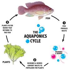 Aquaponics