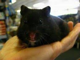 Black And White Syrian Hamster For Sale Black Teddy Bear Hamster Bear Hamster Syrian Hamster Hamster