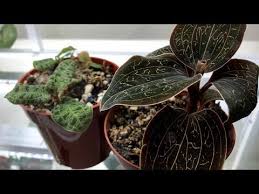 I filled in carefully around each growth with repotme jewel orchid classic orchid mix. Pin On Tuin