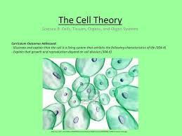 Ppt The Cell Theory Powerpoint Presentation Free Download Id 2631107
