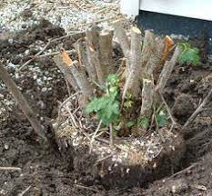 Sign up for the newsletter. 12 Bush Removal Ideas Stump Removal How To Remove Tree Stump