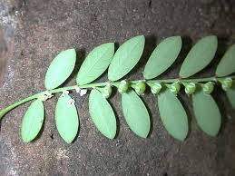Image result for Phyllanthus boehmii