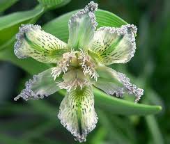 Image result for Ferraria