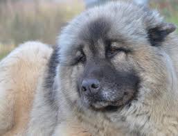 The caucasian mountain dog is a low activity dog, seemingly. The Caucasian Shepherd The Dog That Looks Like A Bear Veterinarians Org