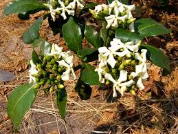 Image result for Voacanga africana