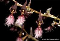Image result for Bulbophyllum saltatorium