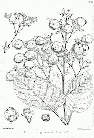 Image result for Tectona