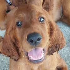 JODY BRUCE IRISH SETTERS