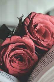 Maybe you would like to learn more about one of these? Book Red Rose 750x1334 Iphone 8 7 6 6s Wallpaper Background Picture Image