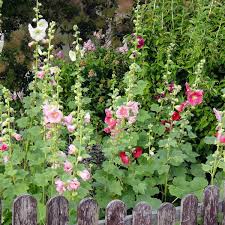 Cut down after flowering to encourage fresh growth. How To Grow Hollyhocks A Cottage Garden Favorite Dengarden