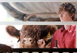 Science to showing steers: Competitions test showmanship, breeding in  Powell