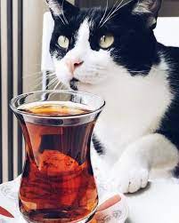 turk vatan cute animals pets glassware