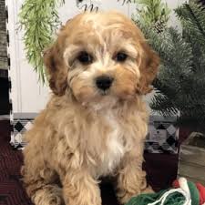 When fully grown, these dogs tend to range in height from 12 inches to 13 inches. Houston Cavapoo Puppy 625418 Puppyspot