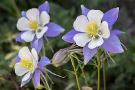 How To Grow Columbine In 5 Steps Columbine Care Guide 2021 Masterclass