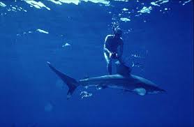Woman suffers horrific wounds as both hands are 'ripped off' in a ferocious shark attack. Carcharhinus Longimanus Discover Fishes