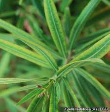 Image result for xylella fastidiosa oleander symptoms