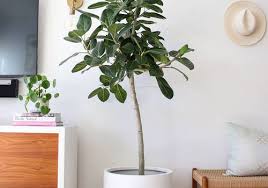 Check spelling or type a new query. Ficus Audrey Plant Care Growing Guide