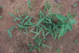 Image result for Maerua juncea