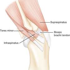 Upper limb trauma programme injuries. Shoulder Injuries In Dogs Ridge Referrals