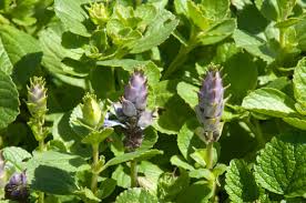 Image result for Coleus caninus