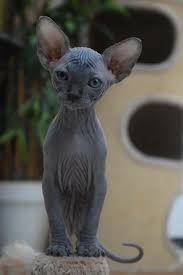 Hot promotions in hairless cat on aliexpress: Pin By Blog Universo De Gatos On Hairless Cat Cats Cute Animals Sphynx Cat