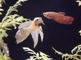 Treating Columnaris Disease In Aquarium Fish
