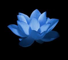 Blue lotus flowers near me. Meaning Live Like A Lotus