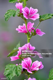 Common Mallow Malva Mauritiana Malva Sylvestris Flower High-Res ...