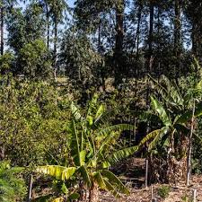 Frontiers in Sustainable Food Systems