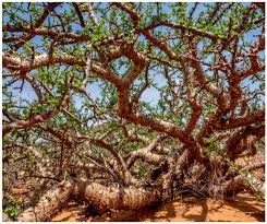 Image result for Pyrenacantha kirkii