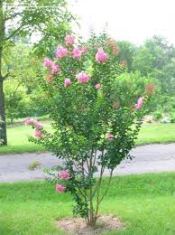 Pecos Crepe Myrtle Smaller Variety Outdoor Plants Crepe Myrtle Crape Myrtle