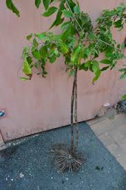 Image result for Gonatopus clavatus