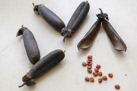 Image result for Crotalaria quarrei