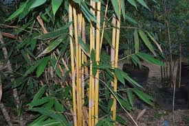 Our informative website is a useful resource. Golden Buho Cainta Plant Nursery