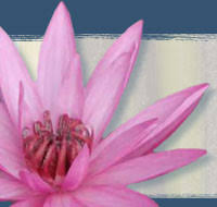 Life yoga garden asub kohas santa monica. Yoga Garden Studios Iyengar Yoga