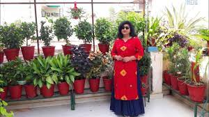 Plants that are good for windowless offices. Common House Plants With Names Must Have Plants In Your Garden Youtube