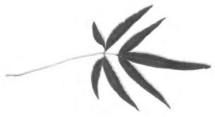 Image result for Aleuritopteris welwitschii