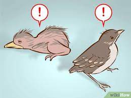 Then, make sure that the rehabilitator is going to take the bird. How To Help A Baby Bird That Has Fallen Out Of A Nest 14 Steps