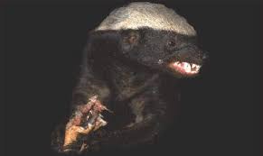 Maybe you would like to learn more about one of these? The Honey Badger Or Ratel Is A Tenacious Small Carnivore That Has A Reputation For Being Pound For Pound Africa S Most Honey Badger Badger Animals