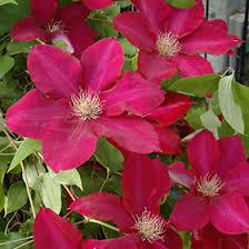 We did not find results for: Rebecca Clematis Clematis Rebecca In Richmond Fairfax Loudoun Prince William Fredericks Virginia Va At Meadows Farms Nurseries