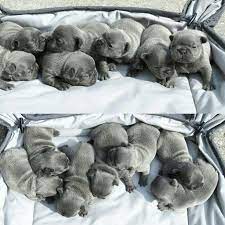 Once i did one with kittens, and i've done newborn baby sessions with the family dog a few times. since the photos have circulated a bit, boggs said her website has gotten a ton of views, and olive the french bulldog has grown her instagram. French Bulldog Puppies Newborn Pets Lovers