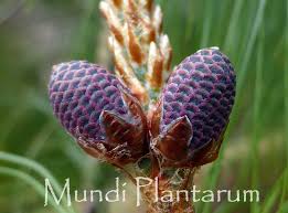 Image result for Pinus maximinoi