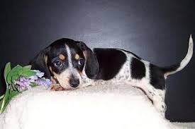 Black And Tan Dapple Dachshund Puppy Black And Tan Piebald Dachshund Puppy Piebald Dachshund Dachshund Puppy Funny Dachshund Love