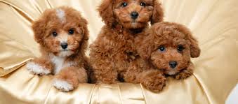 Get a boxer, husky, german shepherd, pug, and more on kijiji, canada's #1 local red poodle in dogs & puppies for rehoming in ontario. Poodle Puppies For Sale Fancy Puppy