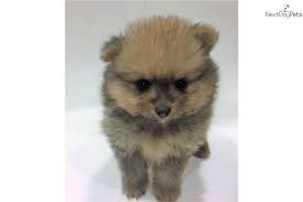Pomeranian puppies for sale, pomeranian puppies are toy dogs with huge hearts. Duke Pomeranian Puppy For Sale Near San Diego California 913012ad 7821 Pomeranian Puppy For Sale Pomeranian Puppy Teacup Pomeranian Puppy