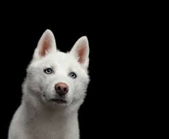 I didn't tell tom that i thought he behaved foolishly. Why Is My Dog Afraid To Go Outside